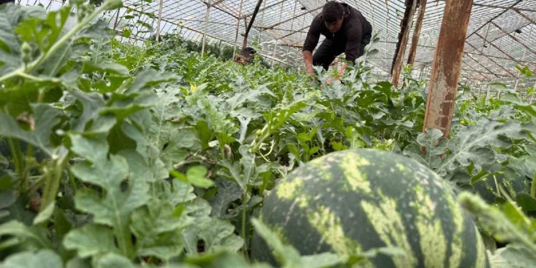 1.5 dönümden 9 ton ürün bekleniyor: Karpuz hasadı için heyecan başladı 2